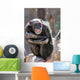 monkey laughing and grinning at crowds at the zoo Wall Mural