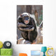 monkey laughing and grinning at crowds at the zoo Wall Mural