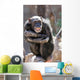 monkey laughing and grinning at crowds at the zoo Wall Mural