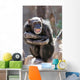 monkey laughing and grinning at crowds at the zoo Wall Mural