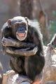 monkey laughing and grinning at crowds at the zoo Wall Mural