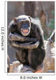 monkey laughing and grinning at crowds at the zoo Wall Mural