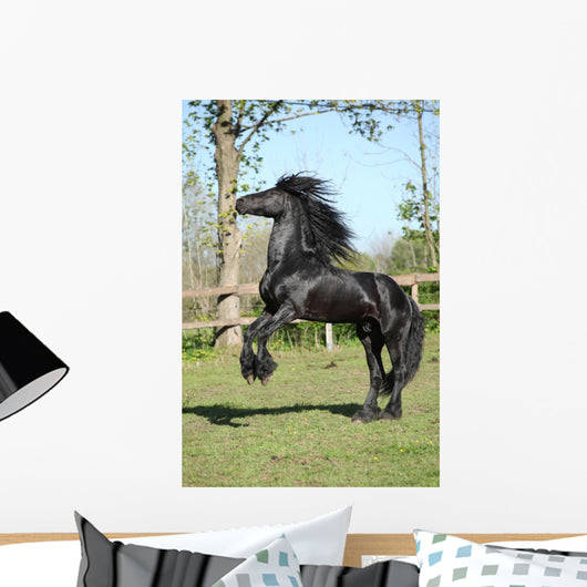 Friesian Stallion Prancing Wall Mural