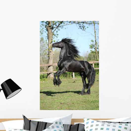 Friesian Stallion Prancing Wall Mural