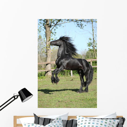 Friesian Stallion Prancing Wall Mural