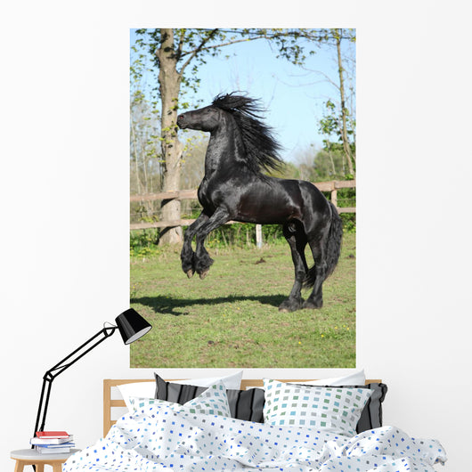 Friesian Stallion Prancing Wall Mural