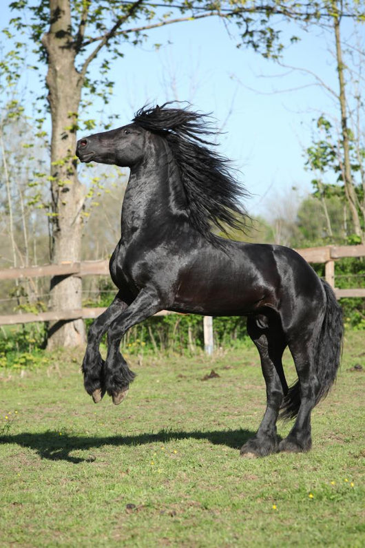 Friesian Stallion Prancing Wall Mural