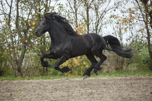 Perfect Friesian Stallion Flying Wall Mural