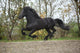 Perfect Friesian Stallion Flying Wall Mural