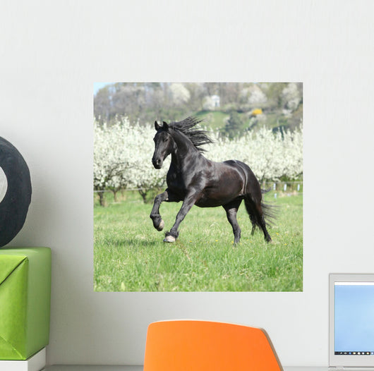 Gorgeous friesian mare running in front of flowering trees Wall Mural
