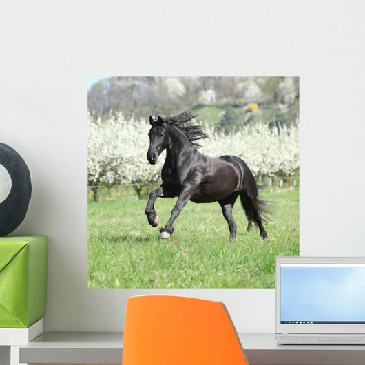 Gorgeous friesian mare running in front of flowering trees Wall Mural