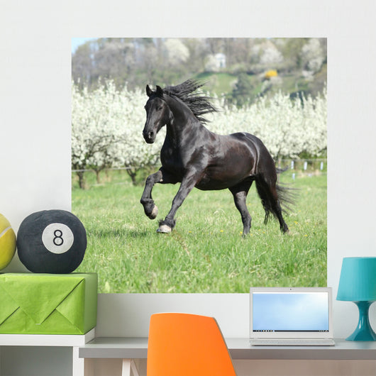 Gorgeous friesian mare running in front of flowering trees Wall Mural