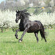 Gorgeous friesian mare running in front of flowering trees Wall Mural