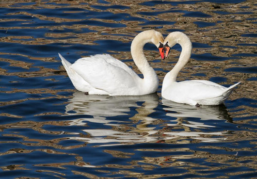 Romantic Swans Spring