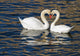 Romantic Swans Spring