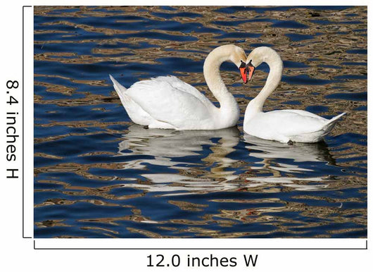 Romantic Swans Spring