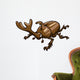 Beetle Wall Decal