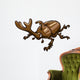 Beetle Wall Decal