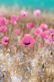 Pink Poppies Wall Mural