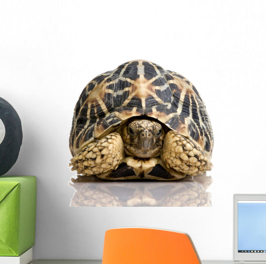 Indian Starred Tortoise Geochelone Wall Decal