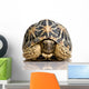 Indian Starred Tortoise - Geochelone elegans Wall Decal