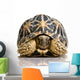 Indian Starred Tortoise - Geochelone elegans Wall Decal