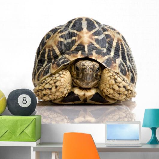 Indian Starred Tortoise - Geochelone elegans Wall Decal
