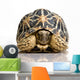 Indian Starred Tortoise - Geochelone elegans Wall Decal