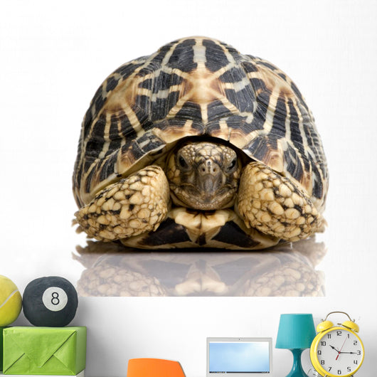 Indian Starred Tortoise - Geochelone elegans Wall Decal
