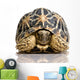 Indian Starred Tortoise - Geochelone elegans Wall Decal