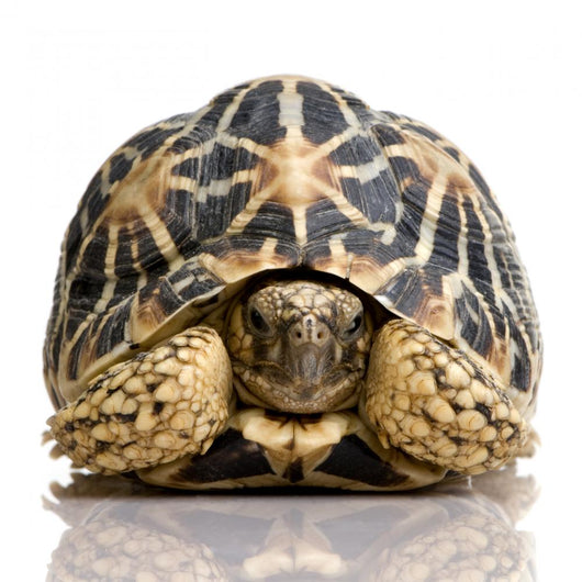 Indian Starred Tortoise - Geochelone elegans Wall Decal