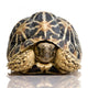 Indian Starred Tortoise - Geochelone elegans Wall Decal