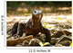 Komodo Dragon
