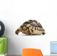 Herman's Tortoise Testudo Hermanni Wall Decal