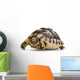 Herman's Tortoise - Testudo Hermanni Wall Decal