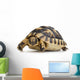 Herman's Tortoise - Testudo Hermanni Wall Decal