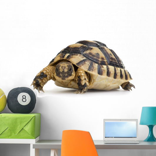 Herman's Tortoise - Testudo Hermanni Wall Decal