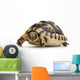 Herman's Tortoise - Testudo Hermanni Wall Decal