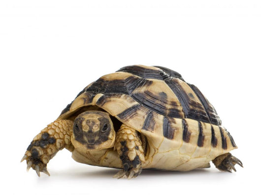 Herman's Tortoise - Testudo Hermanni Wall Decal