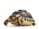 Herman's Tortoise - Testudo Hermanni Wall Decal