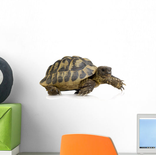 Herman's Tortoise - Testudo hermanni Wall Decal