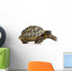 Herman's Tortoise - Testudo hermanni Wall Decal