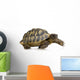 Herman's Tortoise - Testudo hermanni Wall Decal