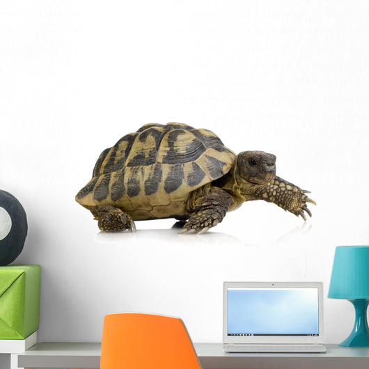 Herman's Tortoise - Testudo hermanni Wall Decal