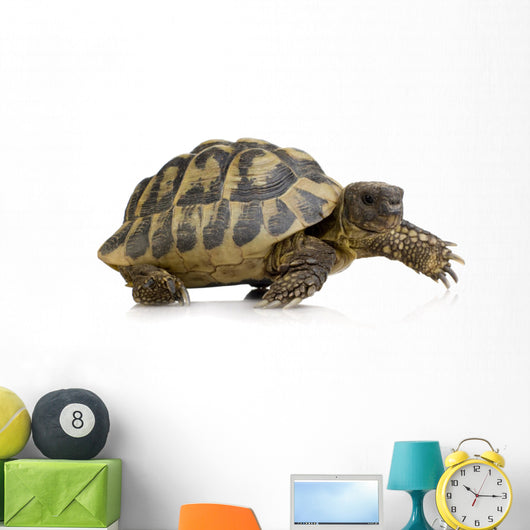 Herman's Tortoise - Testudo hermanni Wall Decal