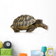Herman's Tortoise - Testudo hermanni Wall Decal