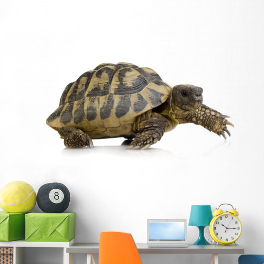 Herman's Tortoise - Testudo hermanni Wall Decal