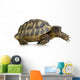 Herman's Tortoise - Testudo hermanni Wall Decal