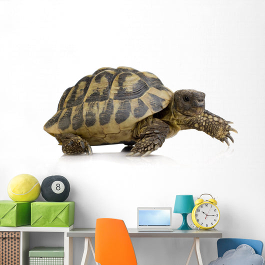 Herman's Tortoise - Testudo hermanni Wall Decal