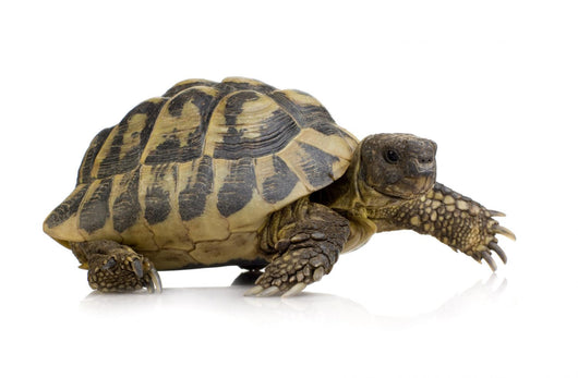 Herman's Tortoise - Testudo hermanni Wall Decal